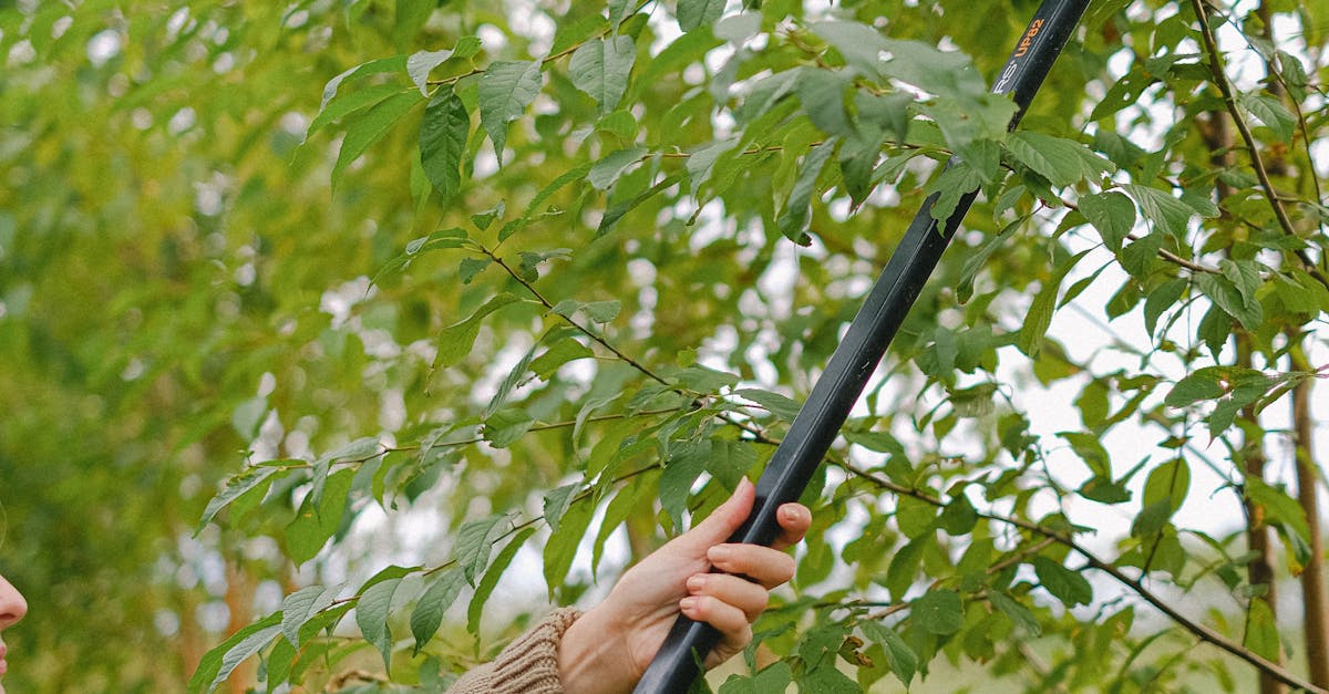 What is the difference between cutting a tree and trimming a tree?